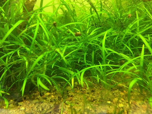 20 X Dwarf Sagittaria Easy Beginner Foreground Plant Carpet FREE SHIPPING!!!