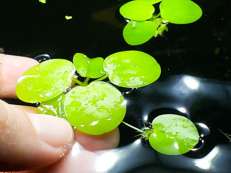 50+ Leaf Frogbit BUY 2 Get 1 FREE - Floating