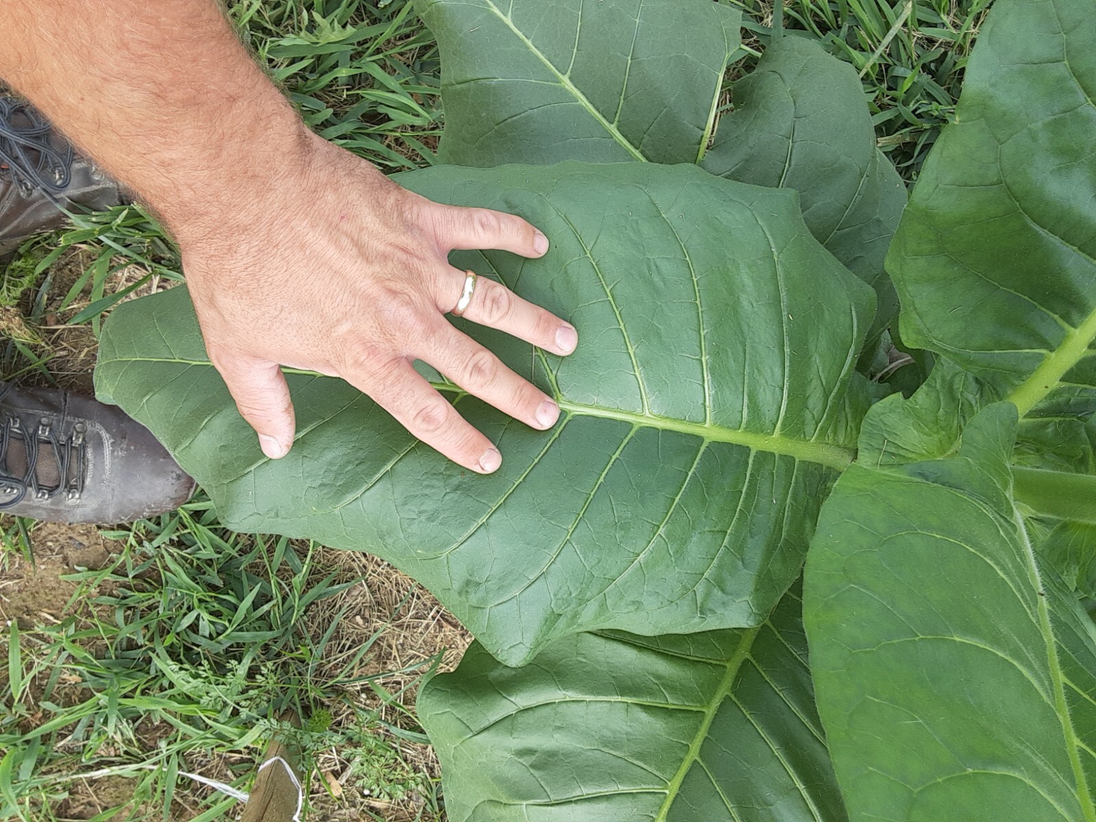 1000 "Great Lakes Gold" Tobacco Seeds FROM MICHIGAN! Organic, Heirloom, non-GMO