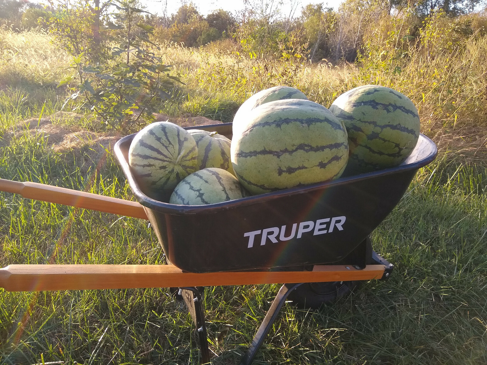 White Sugar Lump Watermelon Seeds 