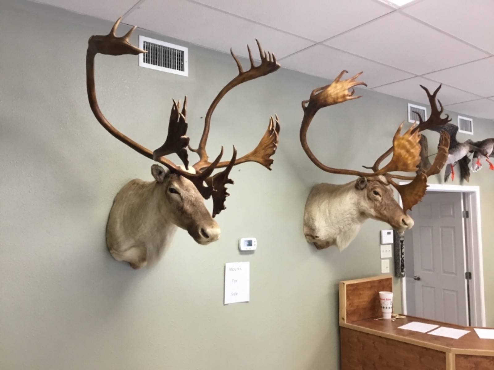 2 Enormous!!!! Barren Ground Caribou Taxidermy Shoulder Mounts For Sale