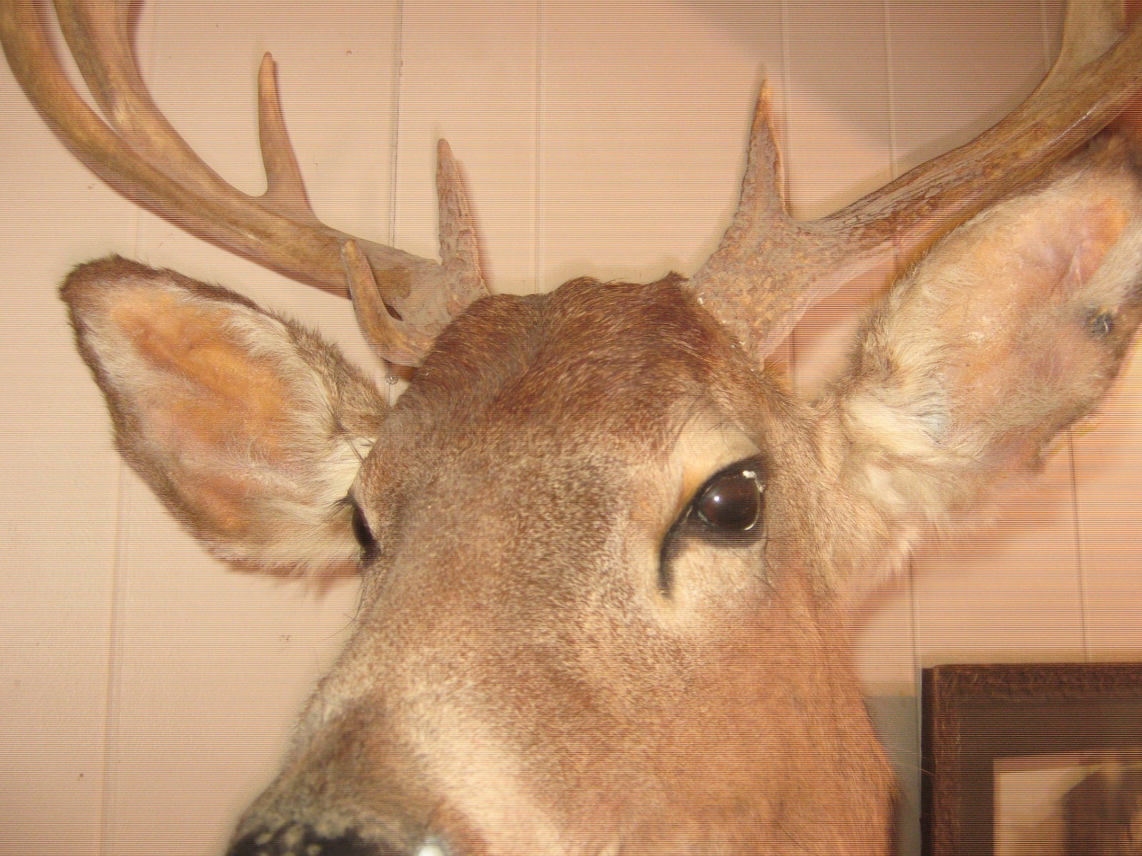 Big Trophy White Tail Buck Deer 10 Point Wide Heavy Antlers Taxidermy Mount