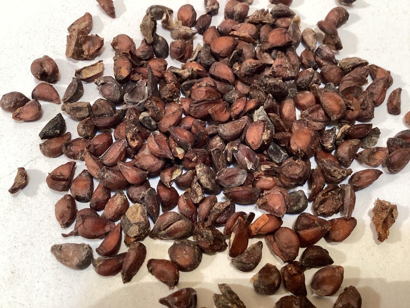 Quince Tree Seeds Cydonia Oblonga Premium Garden Shrub Seed Packets