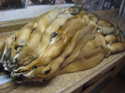  Red Fox Hides Just In  Reduced  / WITH TAIL !!!  # 3 Grade  ID Tag GREEN