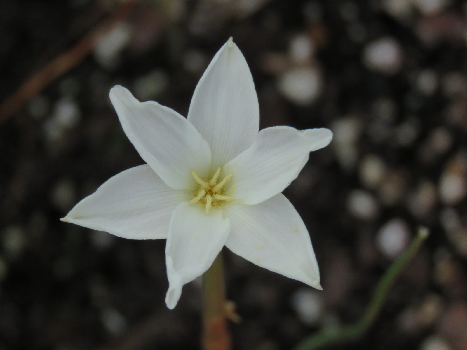 lilibeth s-l1200.jpg