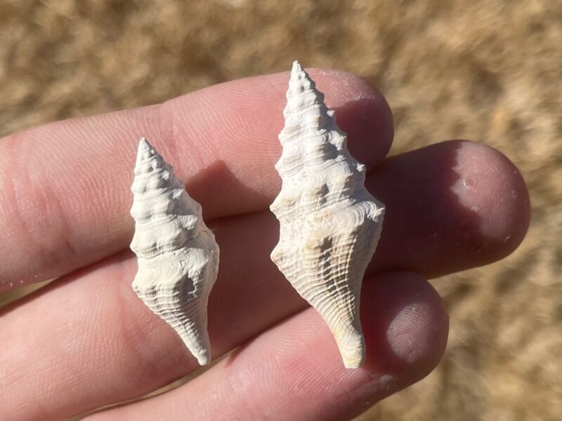 France Fossil Gastropods Surcula parisiensis Eocene Age Shell