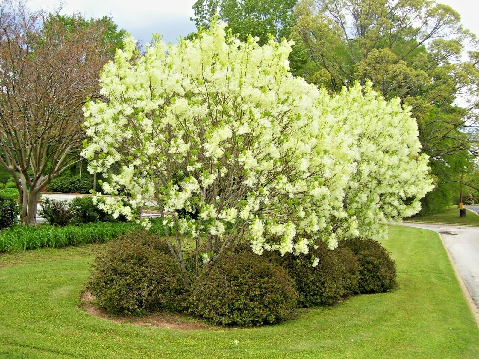 31+AMERICAN ELDERBERRY Seeds Big Native Shrub Bush Hedge Fruit Tree Green Fence