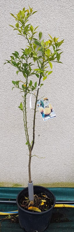 Citrus X Junos (De Semis) / Citronnier Yuzu  / Conteneur De 10 Ã  15 Litres / ...