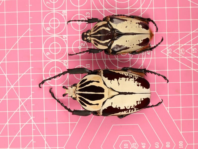 goliathus hybrid pair 70x55mm
