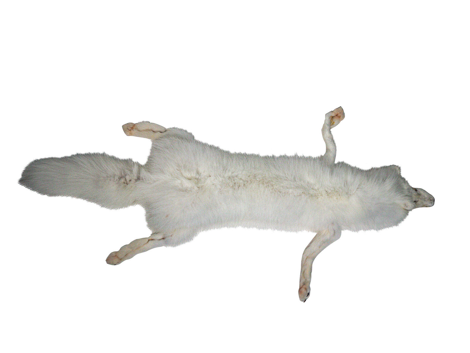 Taxidermy Quality Arctic Fox Pelt (180-02-TAX-G6117) 9UZ | eBay