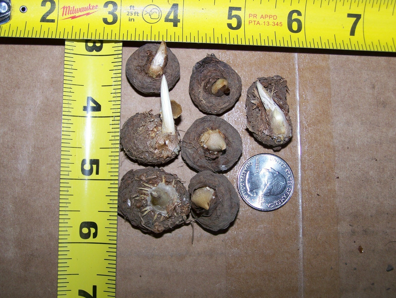 Dragon lily arum flower voodoo amorphophallus bulb tuber cactus calla arum aroid