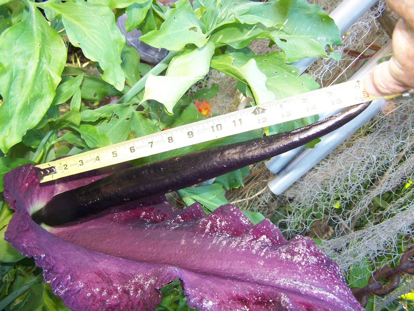 Dragon lily arum flower voodoo amorphophallus bulb tuber cactus calla arum aroid