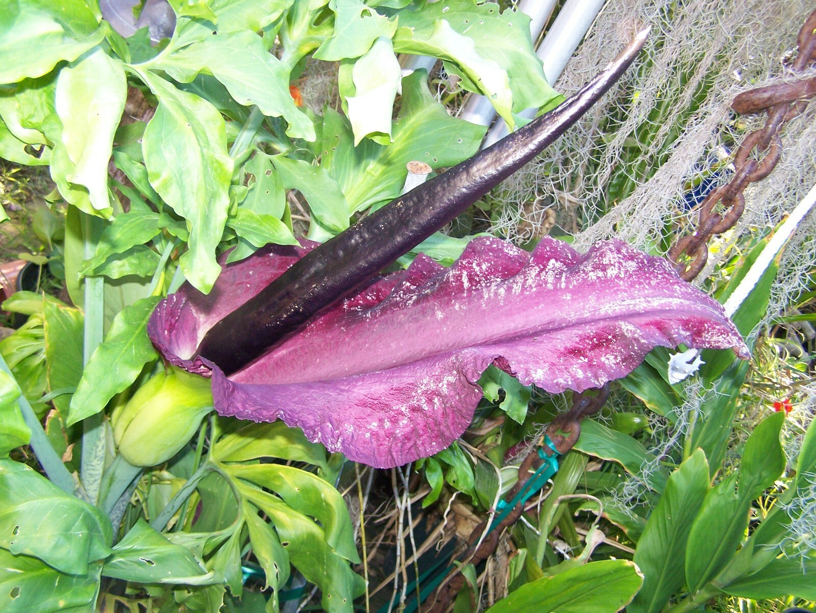 Dragon lily arum flower voodoo amorphophallus bulb tuber cactus calla arum aroid