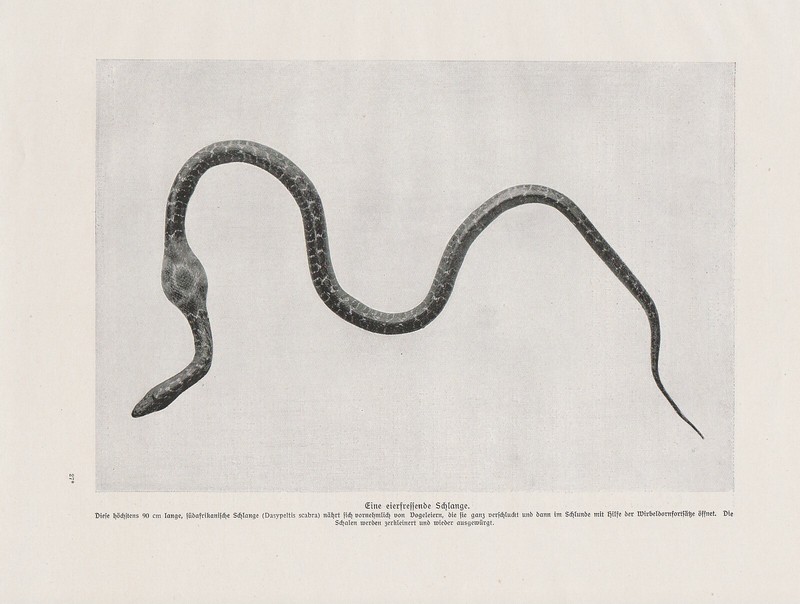 Eierschlange Dasypeltis Scabra Pression De 1912 Egg-Eating Serpent