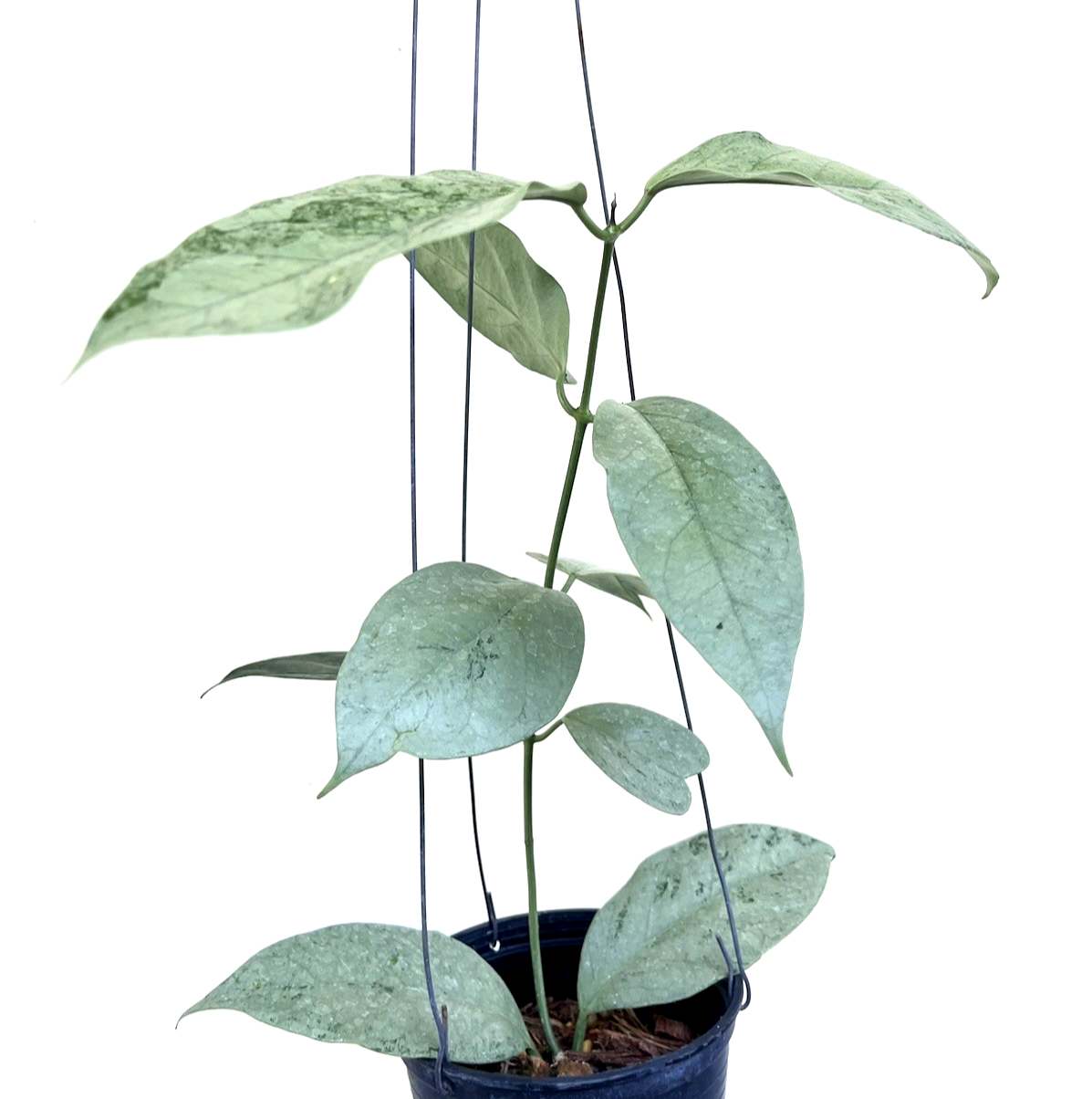 Hoya Coriacea Silver - Art Garden Flowers 珍種 レア ホヤ Hoya