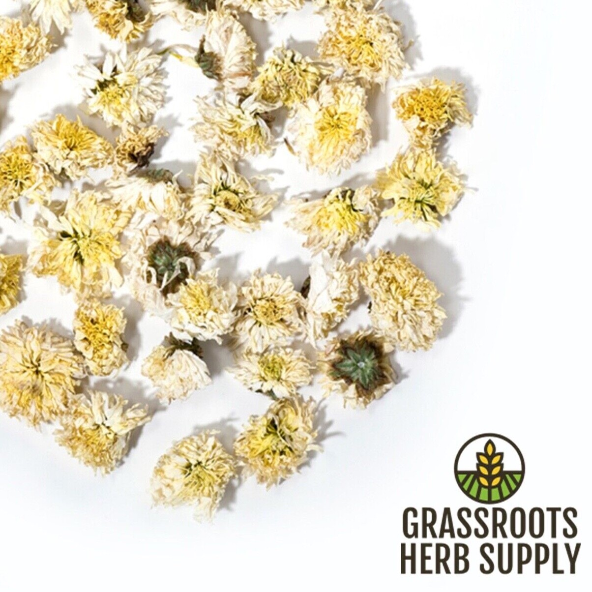 Chrysanthemum Flower White, Whole (Chrysanthemum morifolium