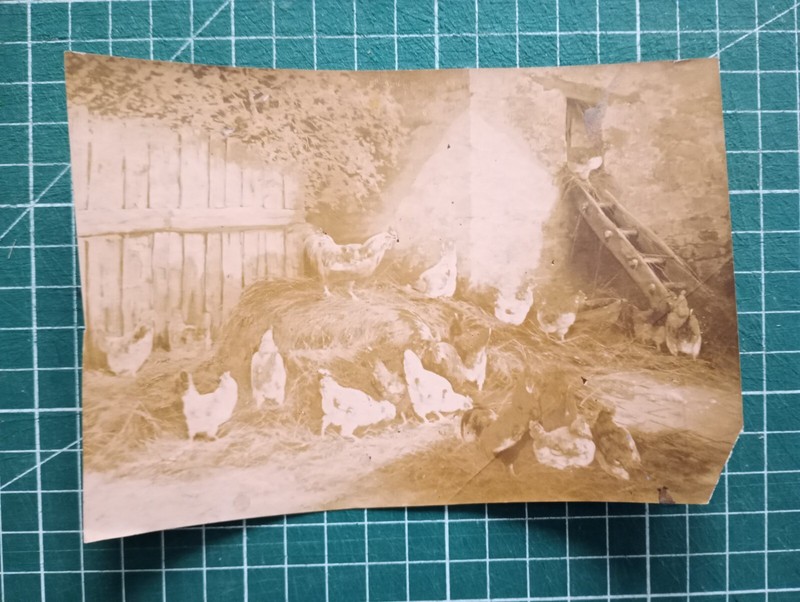 Bp11 Photo Circa 1890 Animaux Ferme - Atelier Jean Sorlain - Paul Denarie