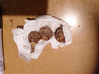 Foto dell'oggetto di un acquirente verificato