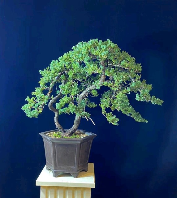 Bonsai twin trunks Juniper 990 Plants Gumtree Australia The Hills