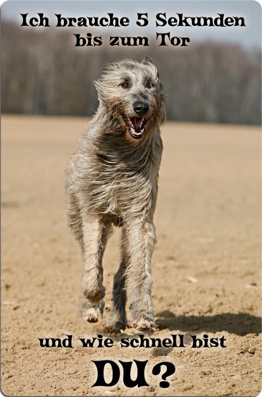 Irischer Irish Wolfshund - A4 Metall Warnschild Hundeschild Schild - Irw 01 T14