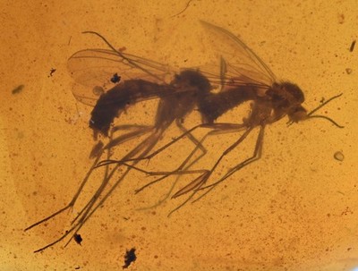 Two Sciaridae (Fungus Gnat), Fossil Insect Inclusion in Burmese Amber