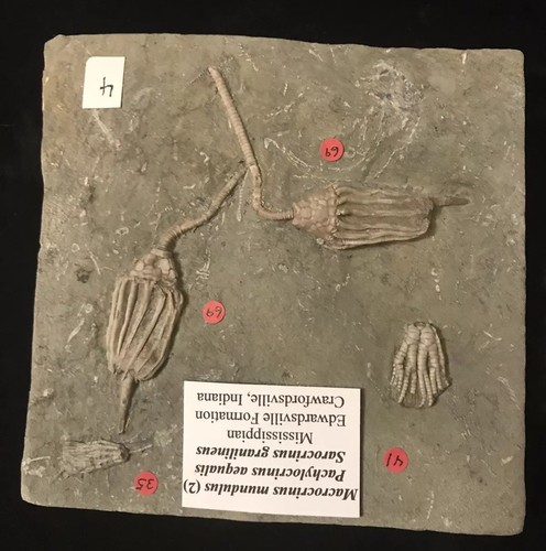 Splendid Four Crinoid, Three Species Crawfordsville Crinoid Fossil