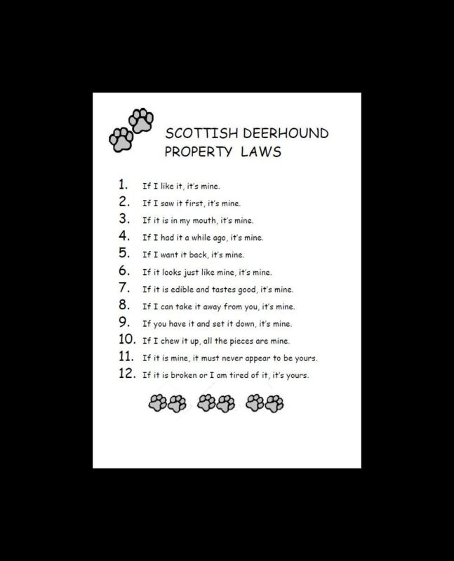 Scottish Deerhound - CUSTOM MATTED - Dog Art Print - P/L