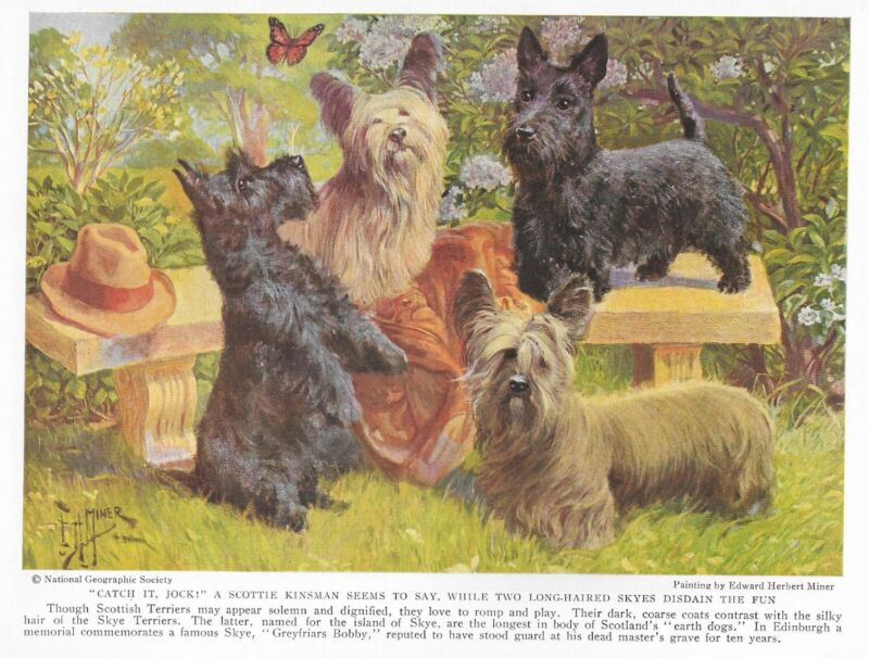 Scottish / Skye Terrier - CUSTOM MATTED - 1936 Color Dog Art Print