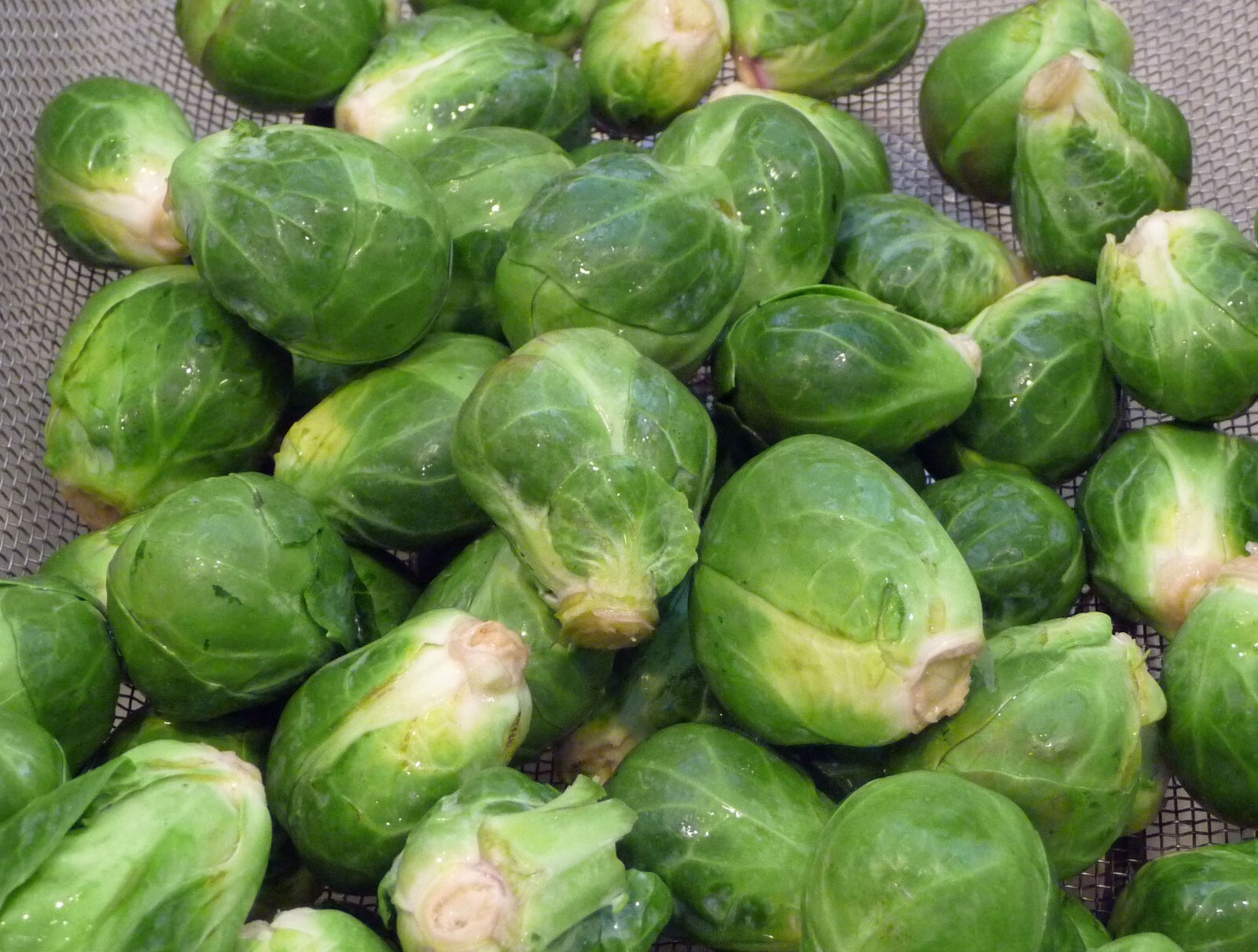 Brussel Sprouts, Long Island Improved  100 - 125  NON - GMO Seeds Heirloom