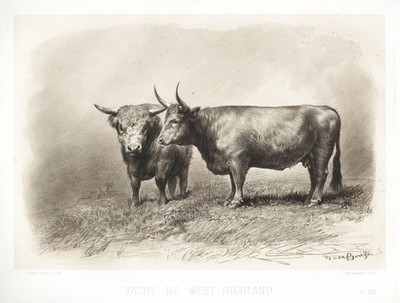 West-Highland cow Scottish cows Kühe Kuh cattle Scotland Heliographie 1860
