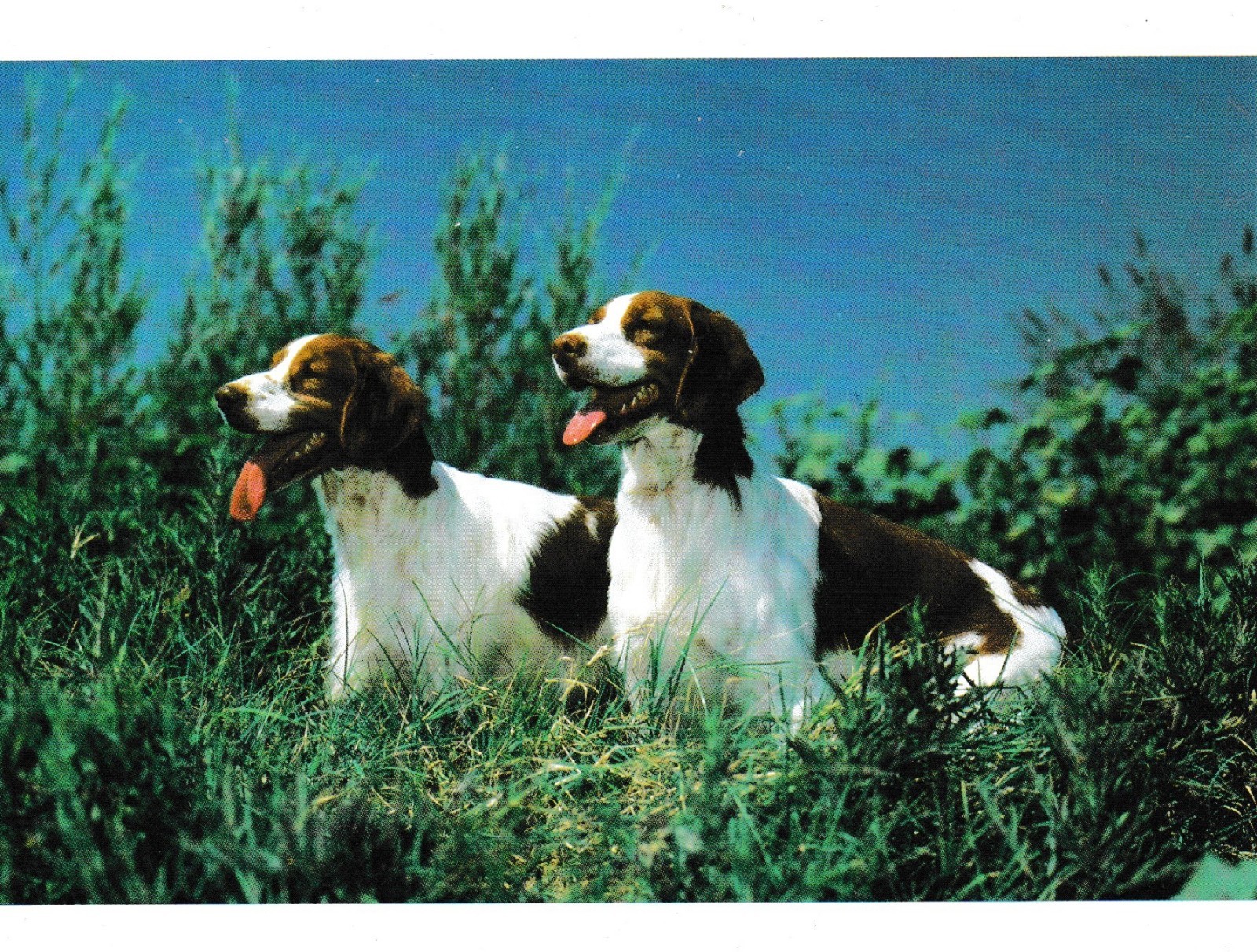 Card postcard HORSE Horses Foal Colt foals colts #135 animals