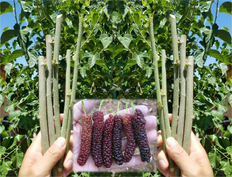 10x Pakistan Mulberry Organic Fresh Cuttings For Rooting Or Grafting