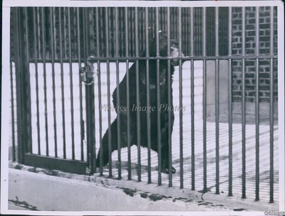 1935 Sun Bear -- Smallest, Rarest Of Species   Paces In Cage Animals Photo 7X9