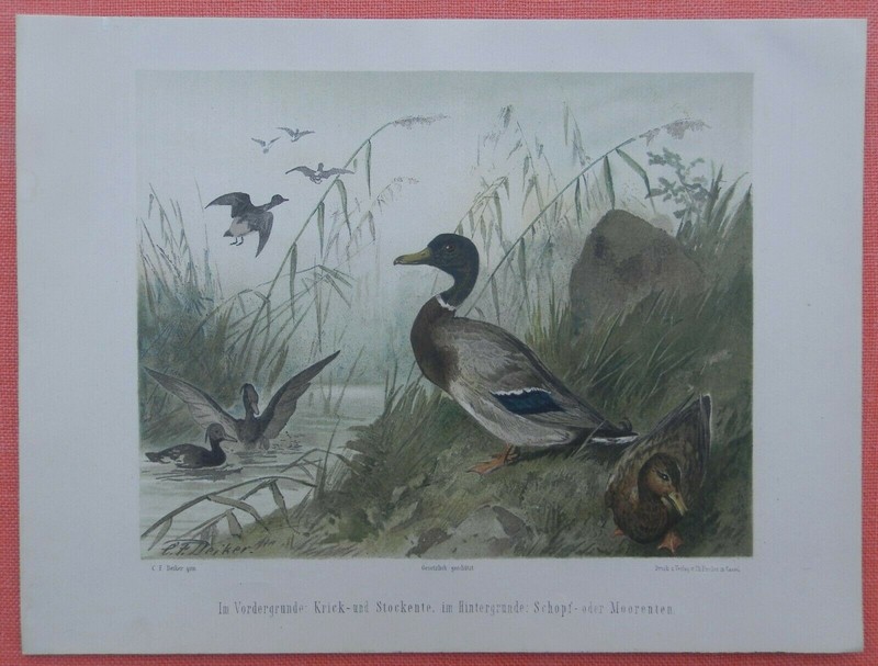 Krickente Stockente Schopfente Moorente  Lithographie Ornithologie C.F. Deiker