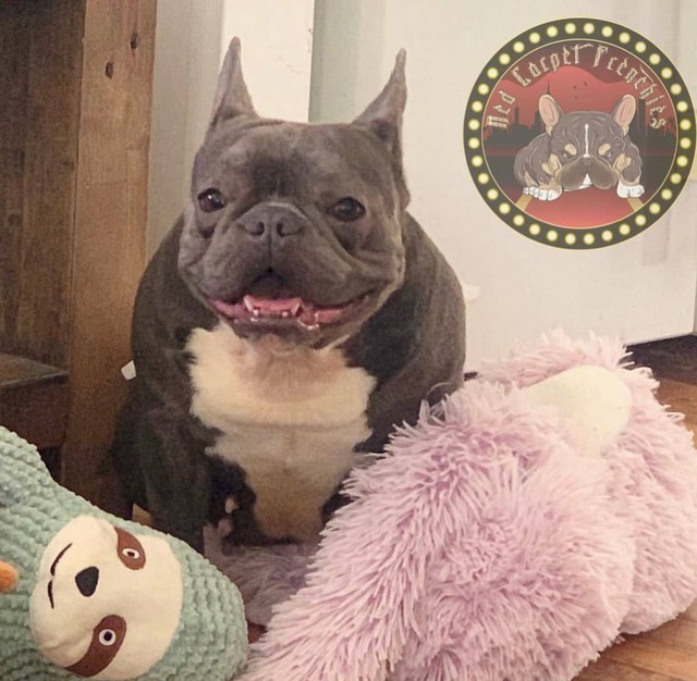 Blue Adult FRENCH BULLDOG Female - Healthy & Loving ...