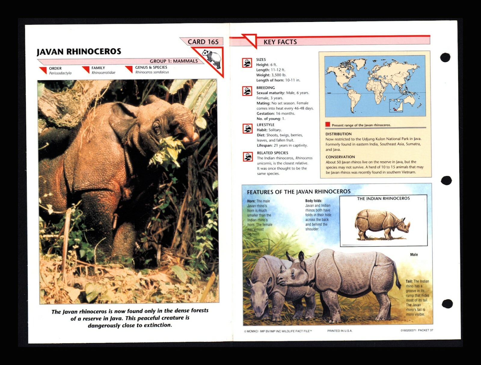 Javan Rhinoceros Wildlife Fact File Mammal Animal Card Home