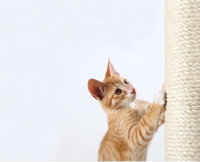 TRIXIE Replacement Sisal Post for Scratching Posts, Cat Trees and Cat Towers, 3.
