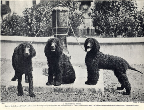 IRISH WATER SPANIEL THREE DOGS CHARMING OLD ORIGINAL 1930