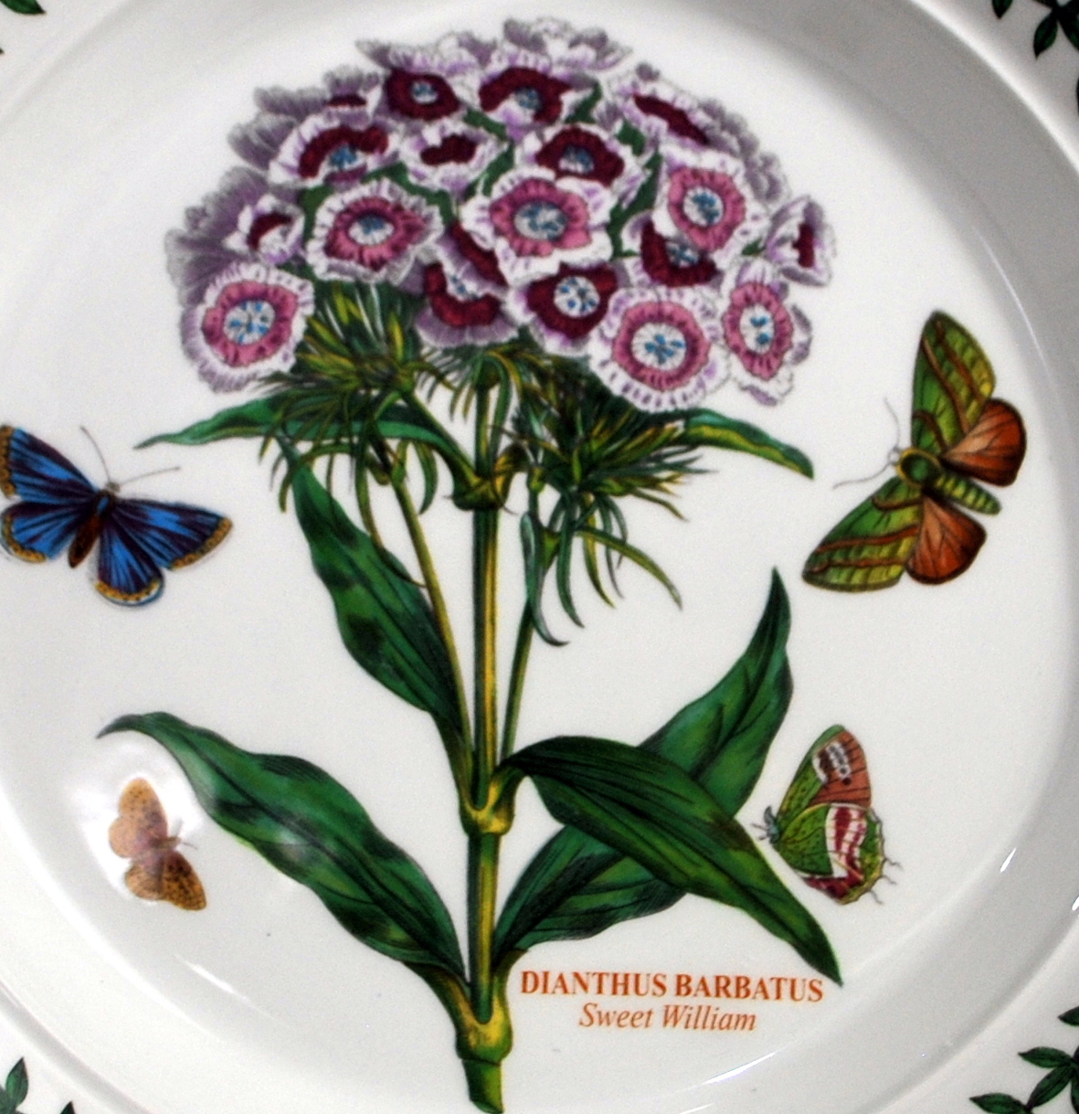 Botanic Garden Portmeirion Salad Plate Sweet William 8