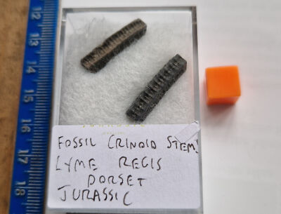 2 Crinoid Ossicles -- Jurassic - Lyme Regis Dorset England