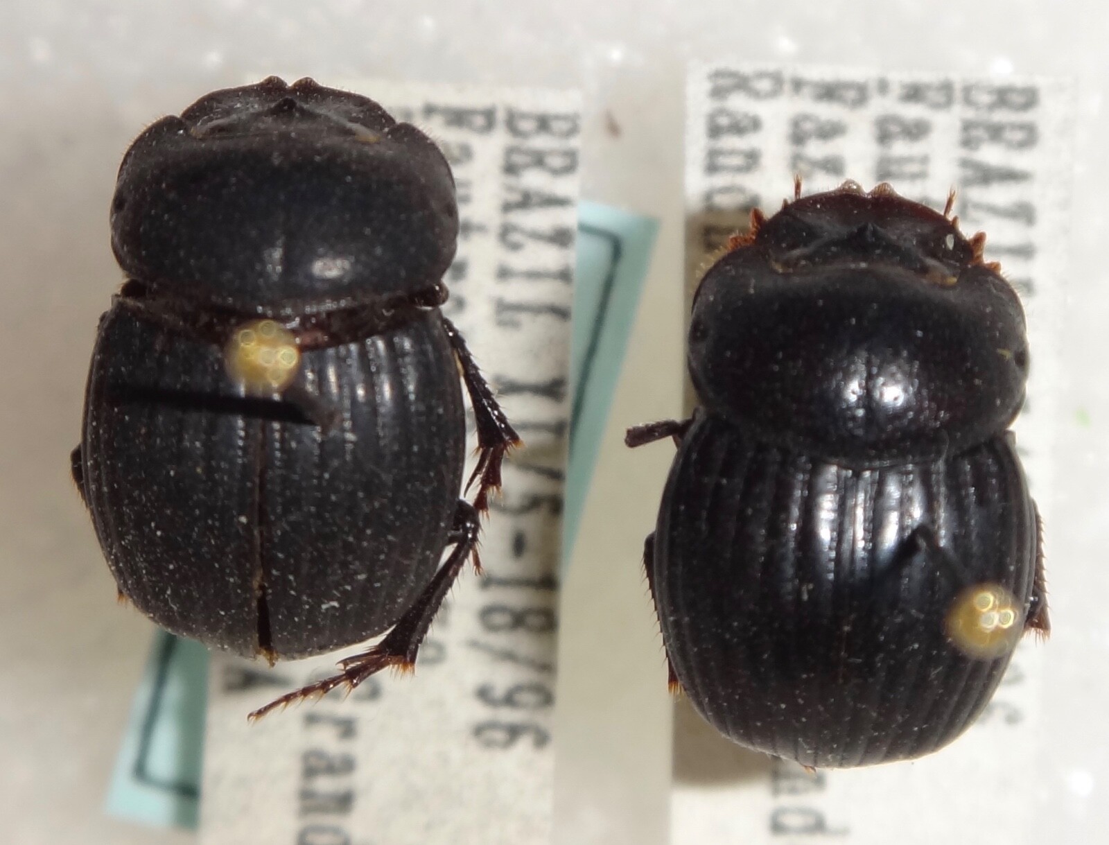 Unknown Dung Beetle Pair Brazil #DB-7 Heliocopris Copris