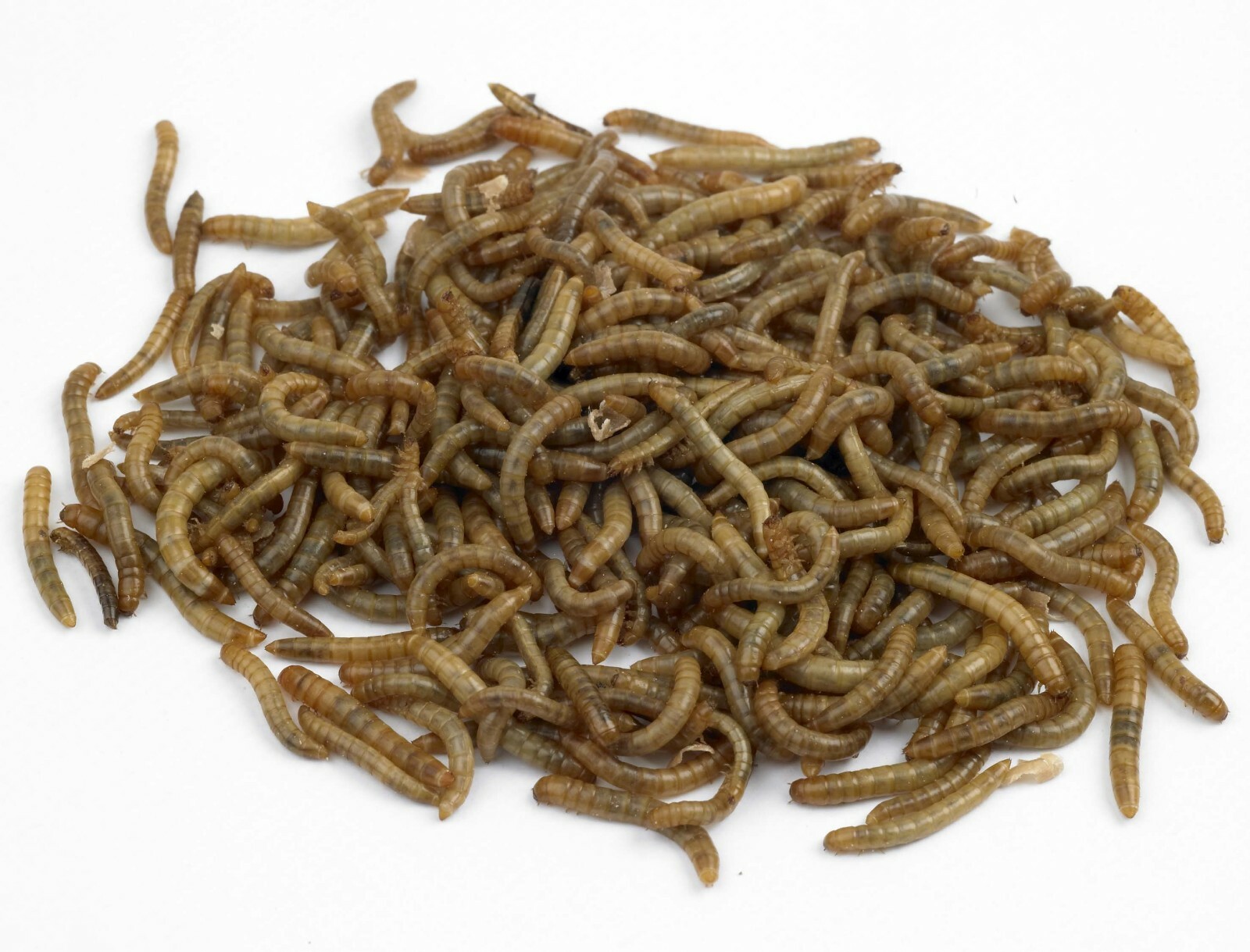 Live Medium Mealworms Organically Raised Free Shipping Live Arrival