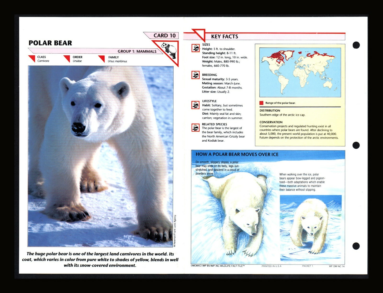 Polar Bear Wildlife Fact File Mammals Animal Card Home School 
