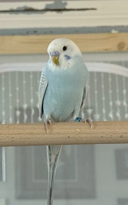 Objectfoto('s) van geverifieerde koper