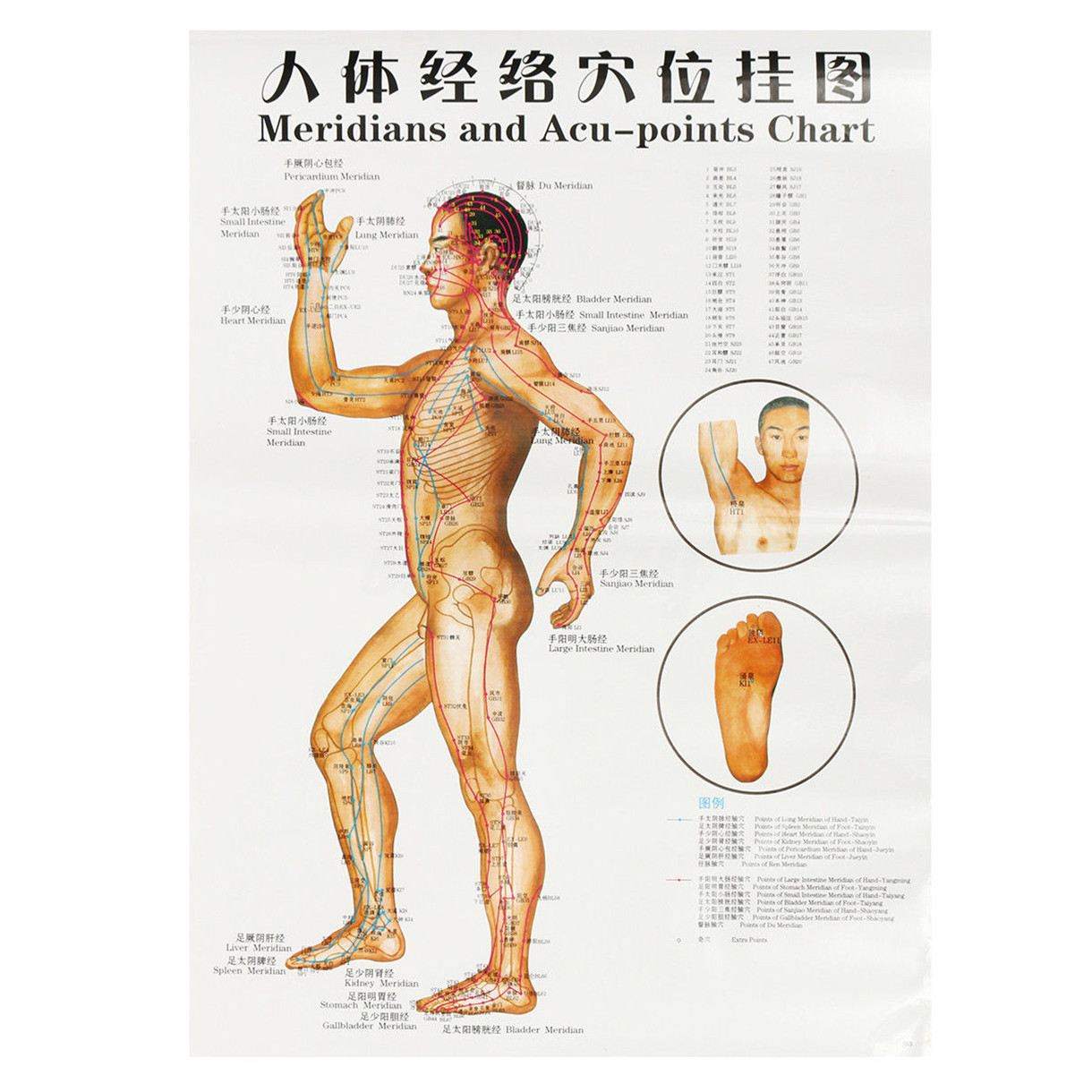 Acupuncture Points Chart English