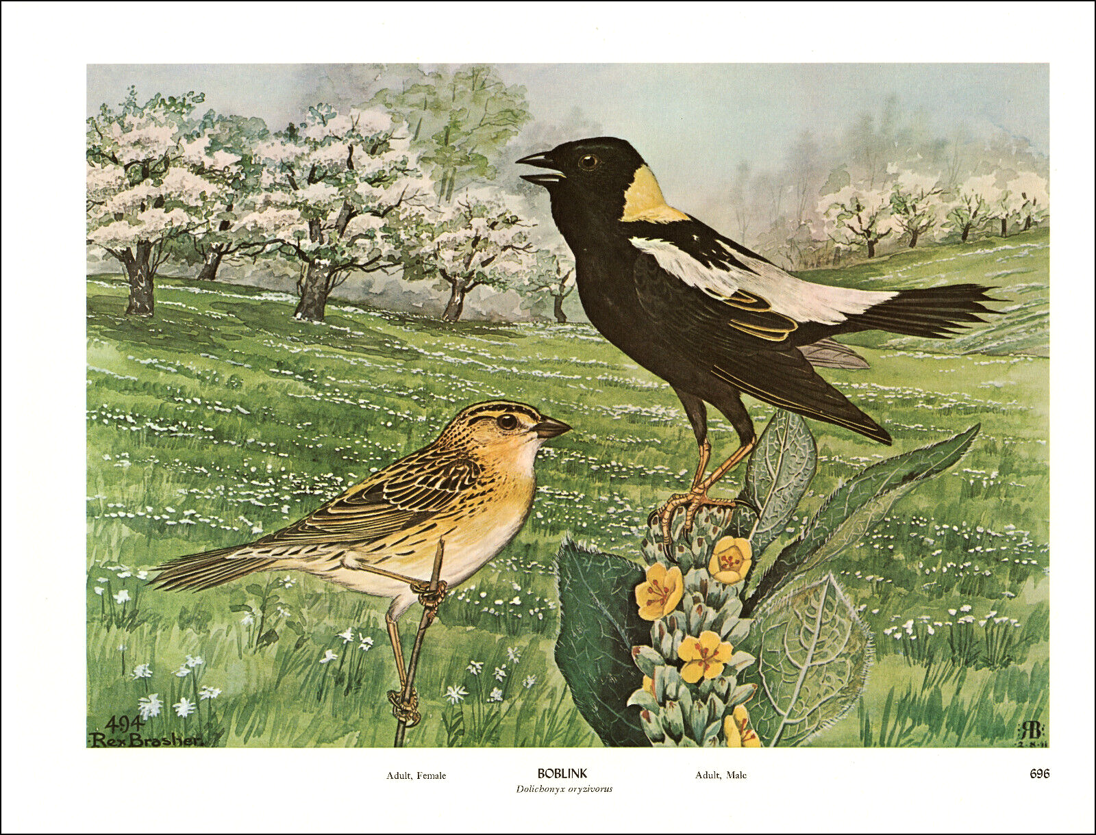 アート・デザイン・音楽 CLASSIC NATURAL HISTORY PRINTS BIRDS アート・デザイン・音楽 CLASSIC NATURAL HISTORY PRINTS BIRDS