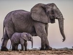 trunksntails