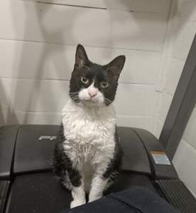 gumtree kitten adoption