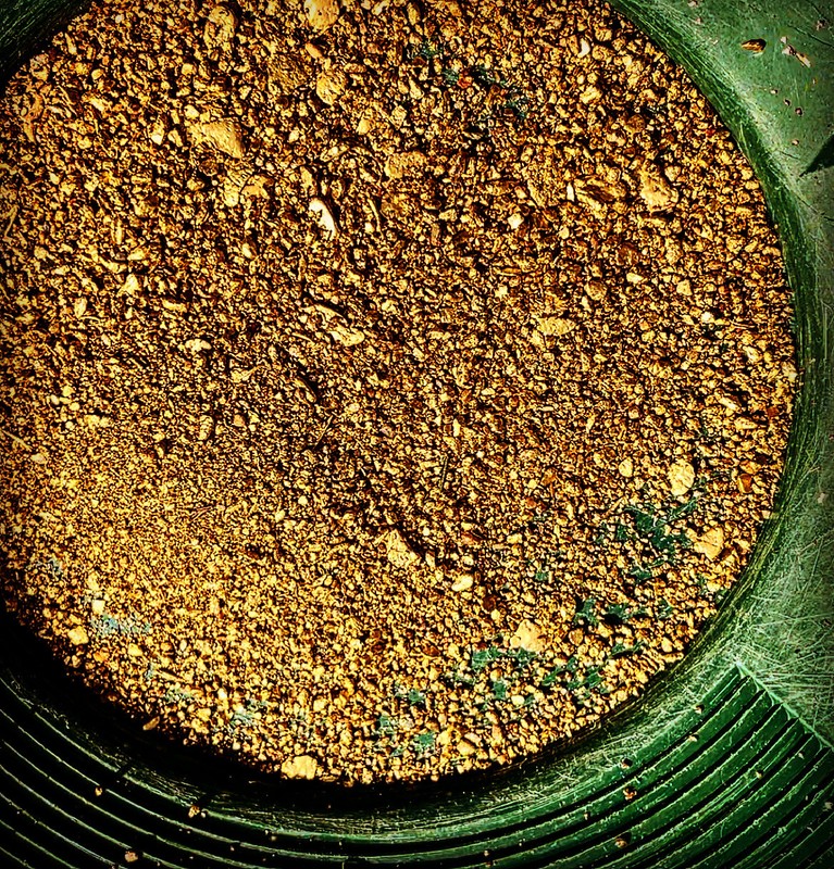 GOLD Paydirt Guaranteed Unsearched Rich with black sand + Added