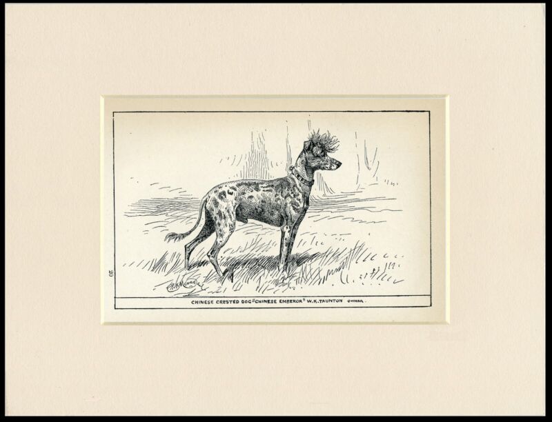 CHINESE CRESTED RARE ANTIQUE 1900 ENGRAVING NAMED DOG PRINT READY MOUNTED